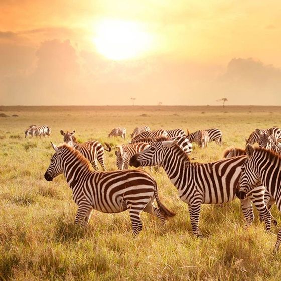 A herd of zebras grazing in a sunlit savannah, with a golden sunset and clouds in the background.