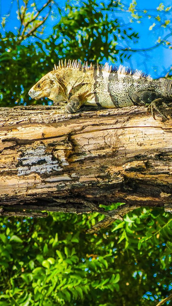 Iguana basking on a sunlit tree branch with green foliage and a clear blue sky in the background.