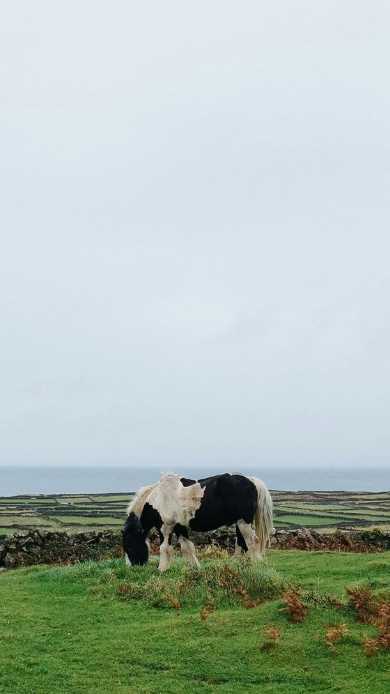 A black and white horse grazes on a grassy field with a stone wall and the sea visible in the background under an overcast sky.