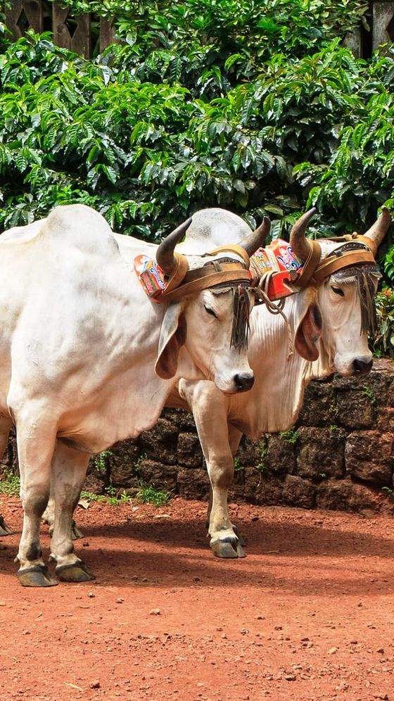 Two white oxen with decorated headgear standing on a dirt path, surrounded by lush green foliage.