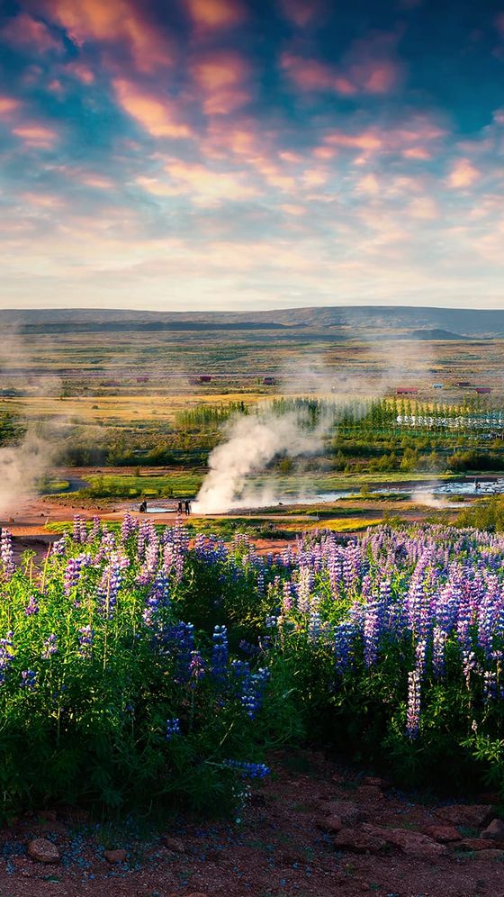 A vibrant landscape with purple lupine flowers in the foreground, steam rising from geysers, and a colorful, dramatic sky above.