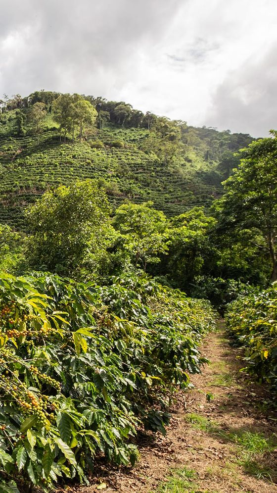 Lush, green coffee plantation on a hillside under a cloudy sky, with rows of coffee plants and dense trees in the background.