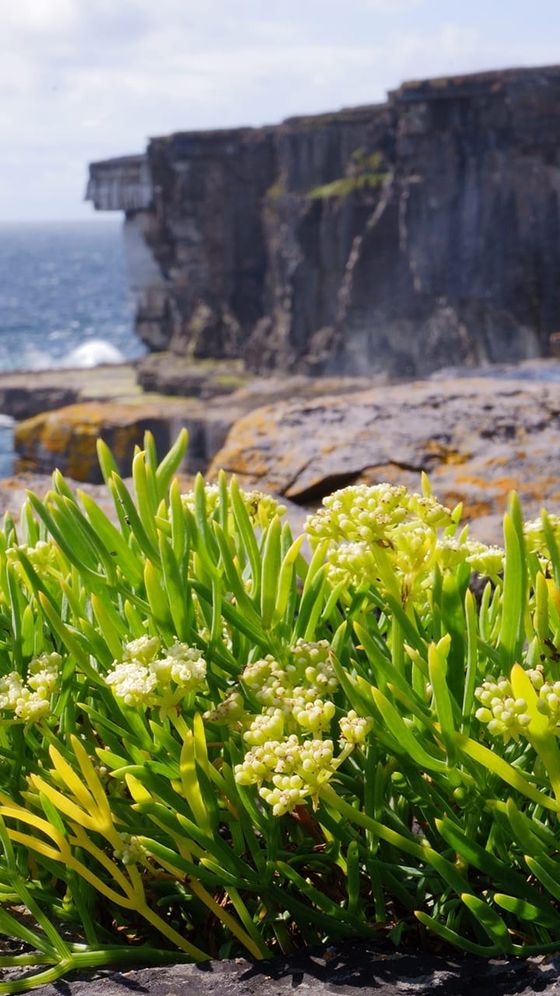 Wildflowers with green leaves bloom on rocky cliffs above the ocean, with a distant view of rough, textured cliff edges against the sea and sky.