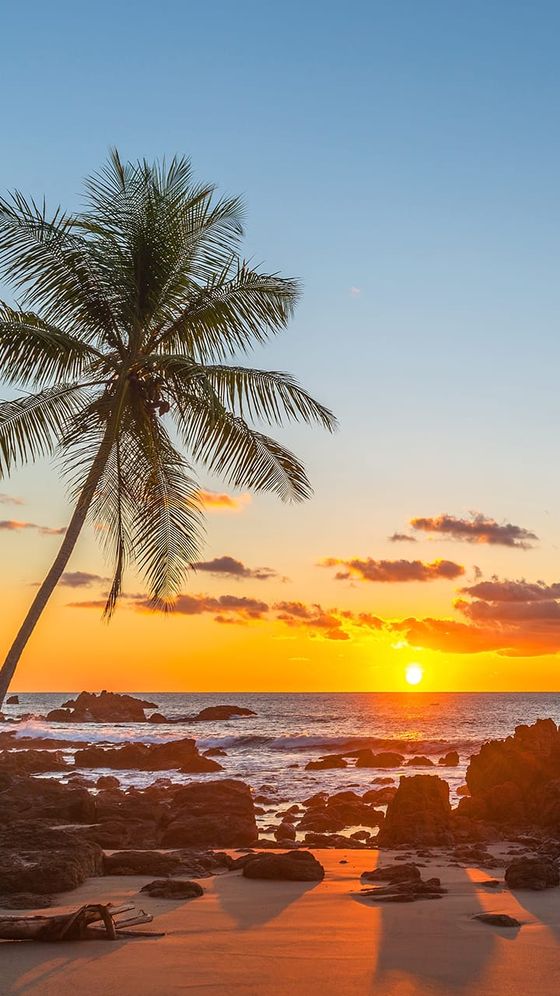 A lone palm tree stands on a beach during a sunset, with orange hues in the sky and the sun setting over the ocean waves and rocky shoreline.