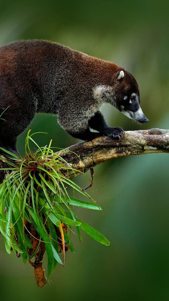 A coati walking on a branch adorned with green tropical plants, set against a blurred green background.