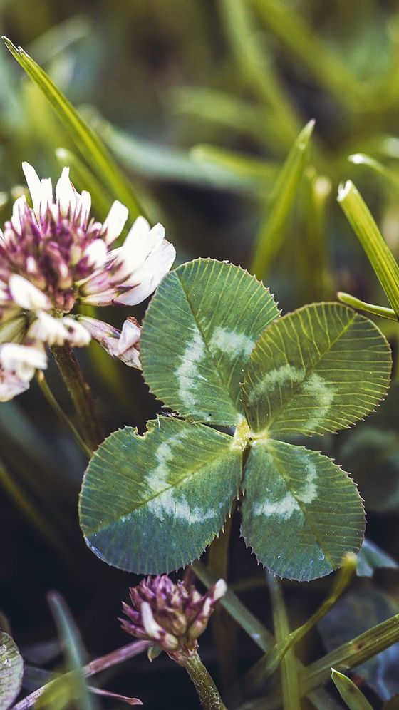 Close-up of a four-leaf clover surrounded by green grass and small white-pink flowers in the background.