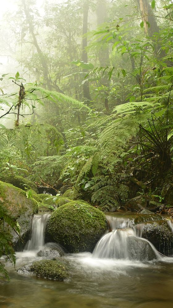 A serene forest scene with mist, lush green ferns, moss-covered rocks, and a gentle stream flowing through the vegetation.