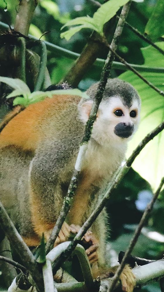 Squirrel monkey perched on a tree branch, surrounded by lush green leaves.
