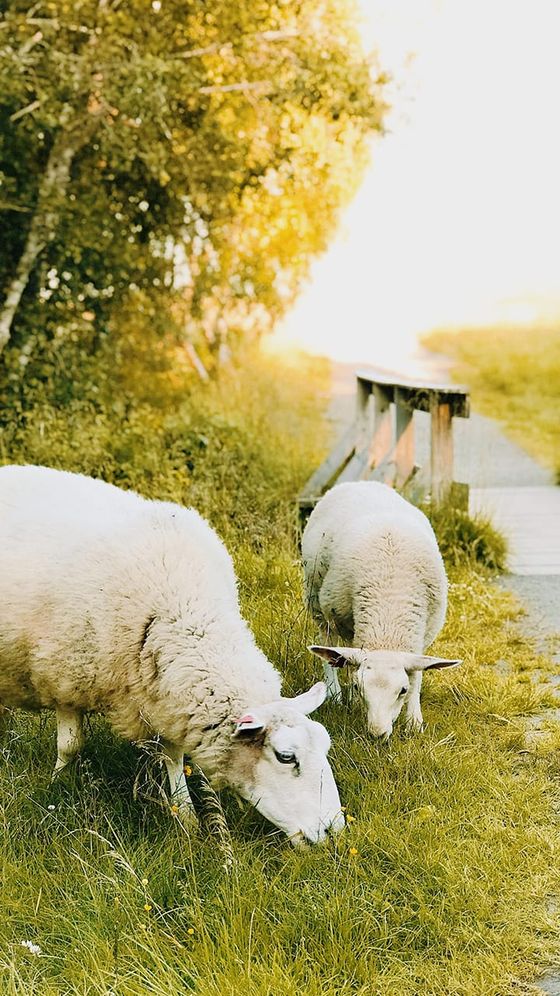 Two sheep graze on lush grass beside a wooden fence, with a sunlit path and dense, leafy trees in the background.