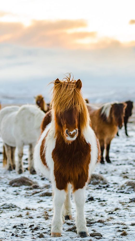 A brown and white pony with a windswept mane stands on a snowy field with more ponies in the background under a colorful sunset sky.