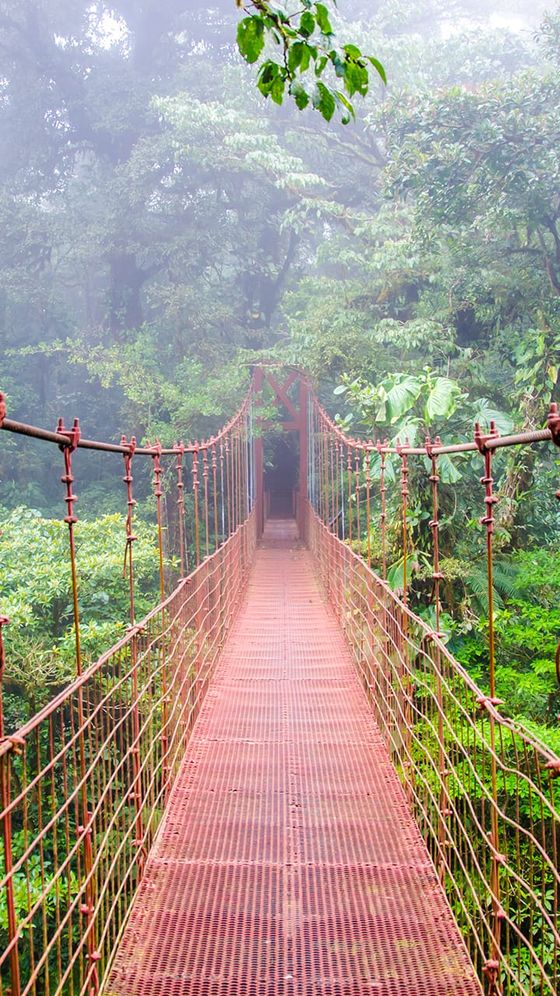 A narrow red suspension bridge stretches through lush green rainforest on a misty day, surrounded by dense foliage.