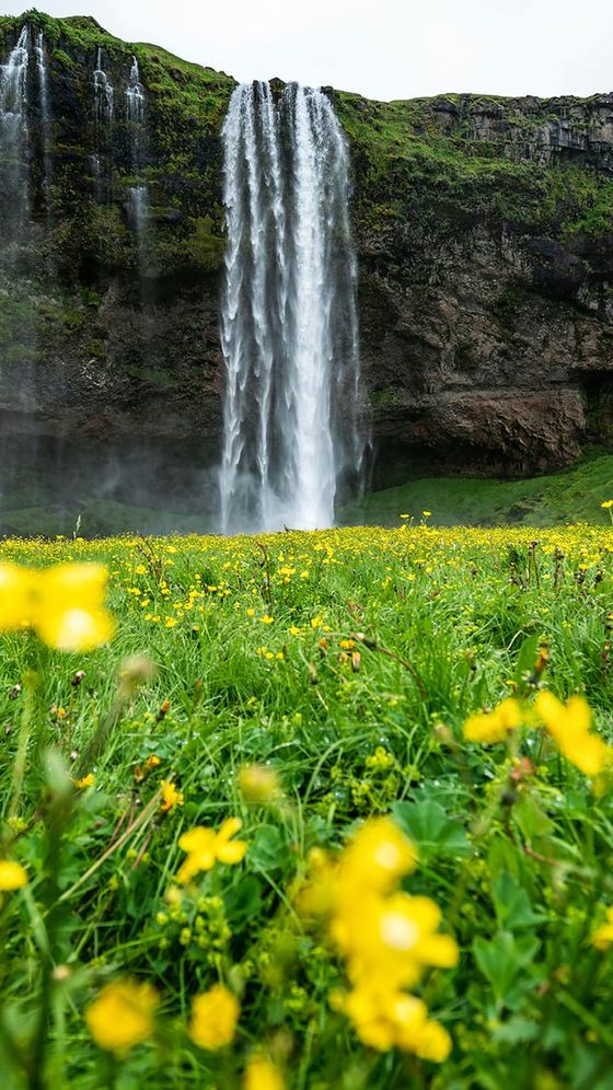 Waterfall cascading over a rocky cliff, surrounded by lush green grass and vibrant yellow flowers in the foreground.