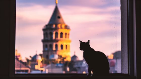Silhouette of a cat sitting on a windowsill, with a historic tower in the background under a colorful sunset sky.