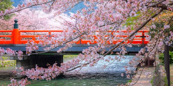 Cherry blossoms in full bloom near a vibrant red bridge over a serene river, creating a picturesque spring scene.
