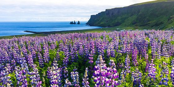 A lush field of purple lupines in the foreground with a view of cliffs and the ocean under a cloudy sky in the background.