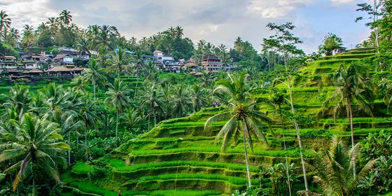 Lush green terraced rice fields with palm trees and a village in the background under a partly cloudy sky.
