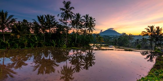 Sunrise over terraced rice fields in Bali, with palm trees and Mount Agung in the background, reflecting vibrant sky colors on the water.