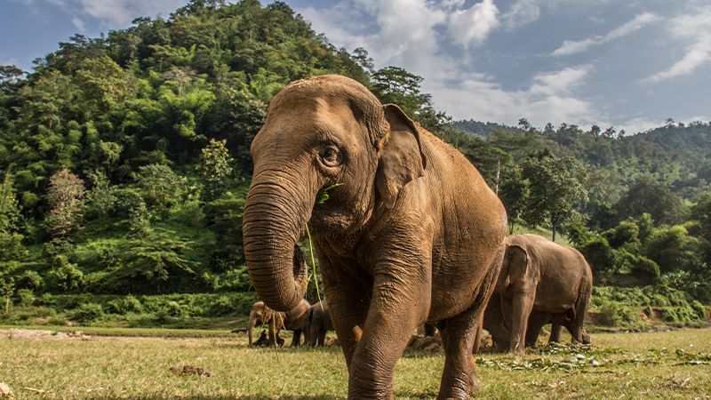 A young elephant walks on a grassy field, with a lush green mountain and a blue sky filled with clouds in the background.
