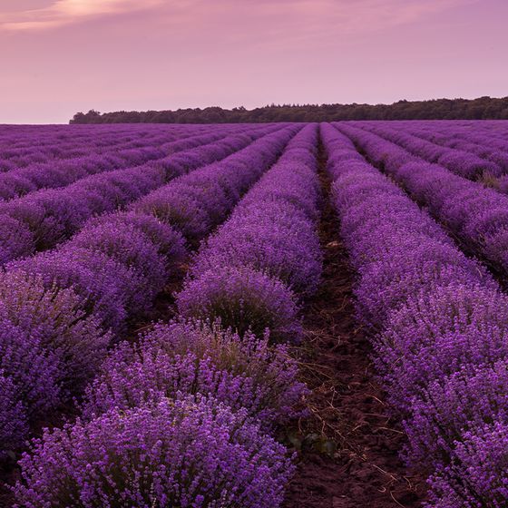 Lavender field with rows of blooming purple flowers under a pinkish-purple sky, extending towards a distant tree line.