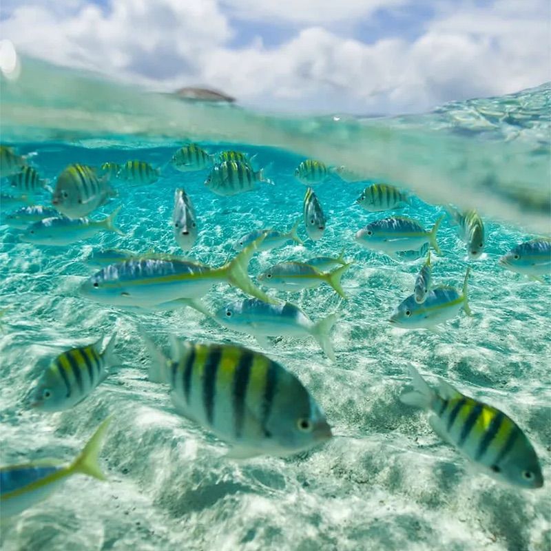 Tropical fish with blue and yellow stripes swimming in clear, shallow turquoise water under a partly cloudy sky.