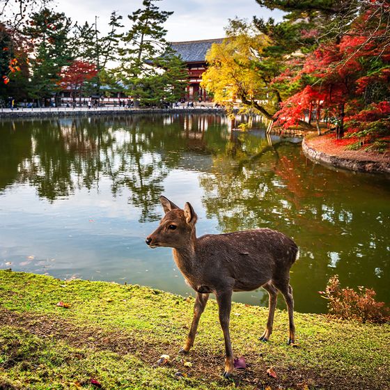 Deer standing by a tranquil pond with autumn-colored trees and a traditional building in the background.