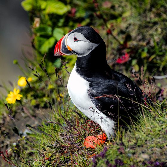 A puffin with a vibrant orange beak and feet stands on grassy terrain, surrounded by wildflowers and greenery.