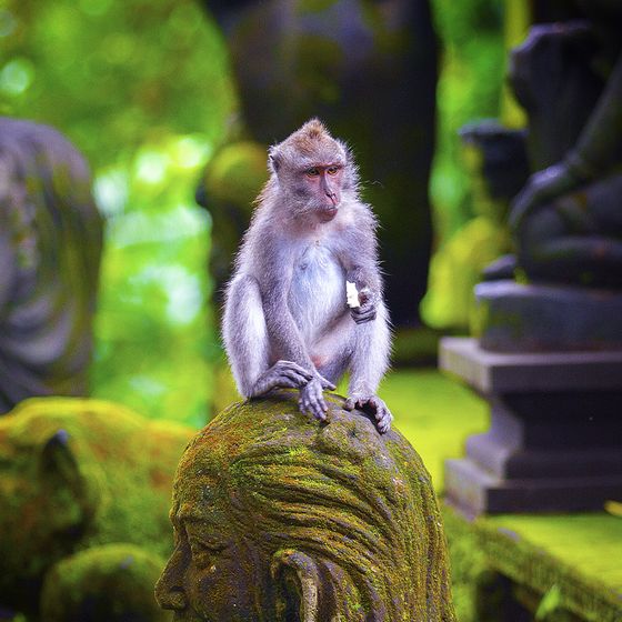A monkey sits on a moss-covered statue in a lush, green setting, holding a small piece of food and gazing thoughtfully.