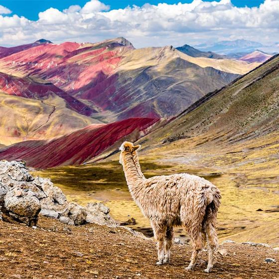 A llama stands on a rocky hillside overlooking the vibrant, multicolored mountains under a partly cloudy sky.