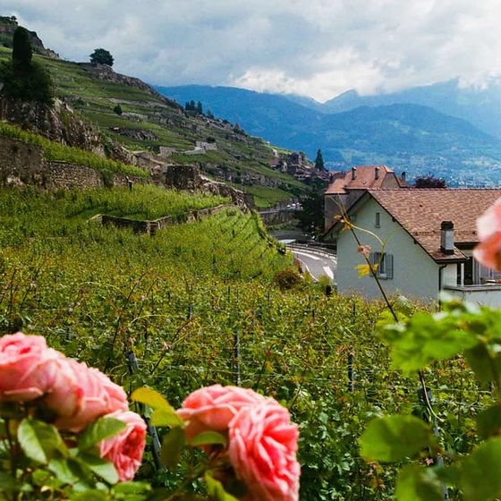 Vineyard on a hillside with pink roses in the foreground, road, and mountains under a cloudy sky in the background.