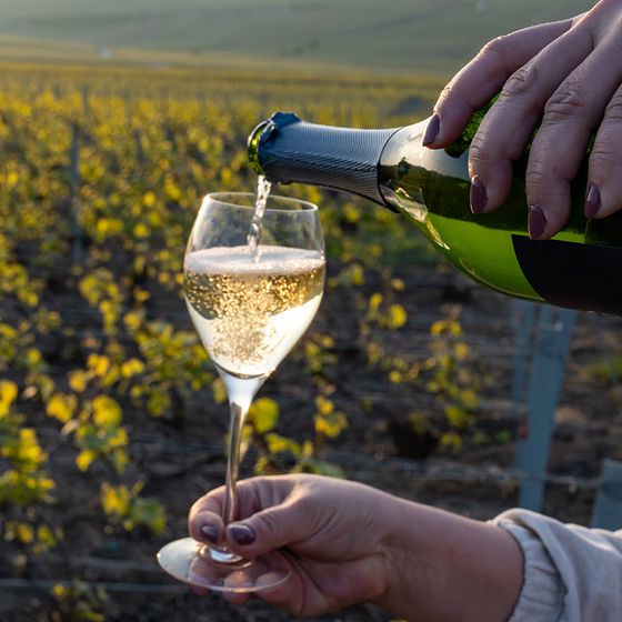 A person pours sparkling wine into a glass in a vineyard, with lush green vines in the background under a sunny sky.