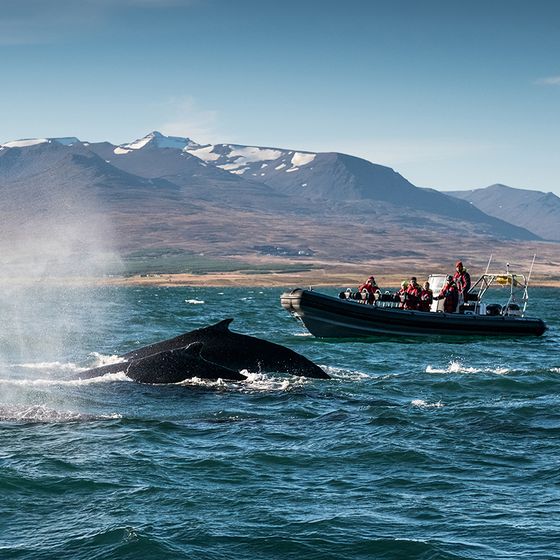 A group of people in a boat observe two surfacing whales in a vast body of water, with mountainous terrain visible in the background.