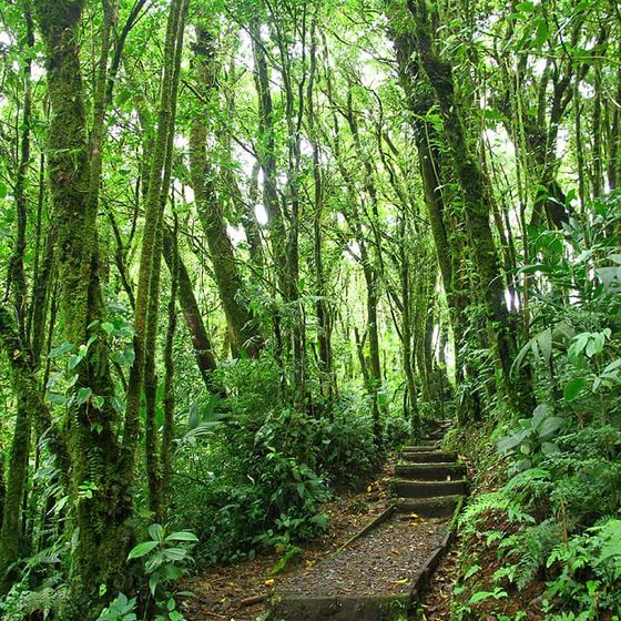 A lush, green forest path with moss-covered trees and plants, and stone steps winding through dense foliage.