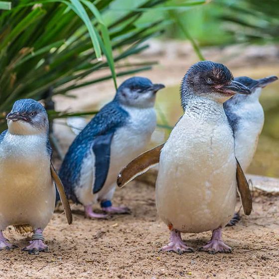 Four little penguins standing on sand near greenery, facing various directions.