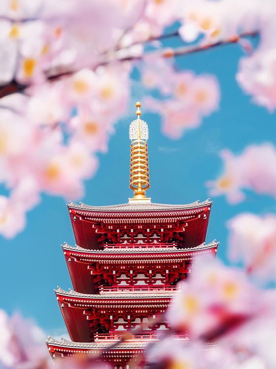 A red pagoda tower peeks through pink cherry blossoms against a clear blue sky.