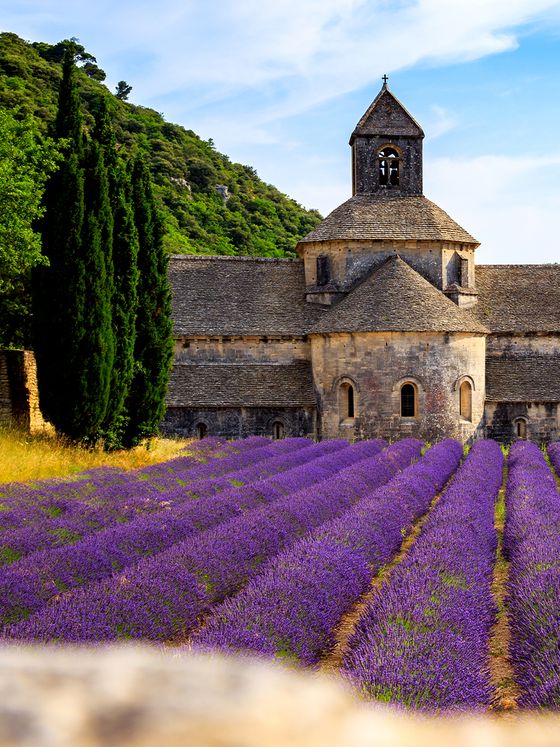 A stone building with a bell tower stands behind vibrant rows of blooming lavender under a clear blue sky.