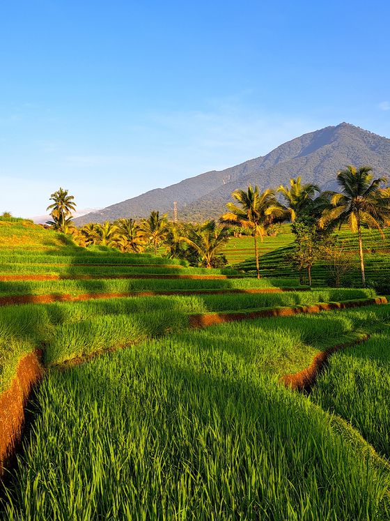 Terraced rice fields with lush greenery, palm trees, and a mountain in the background under a clear blue sky.