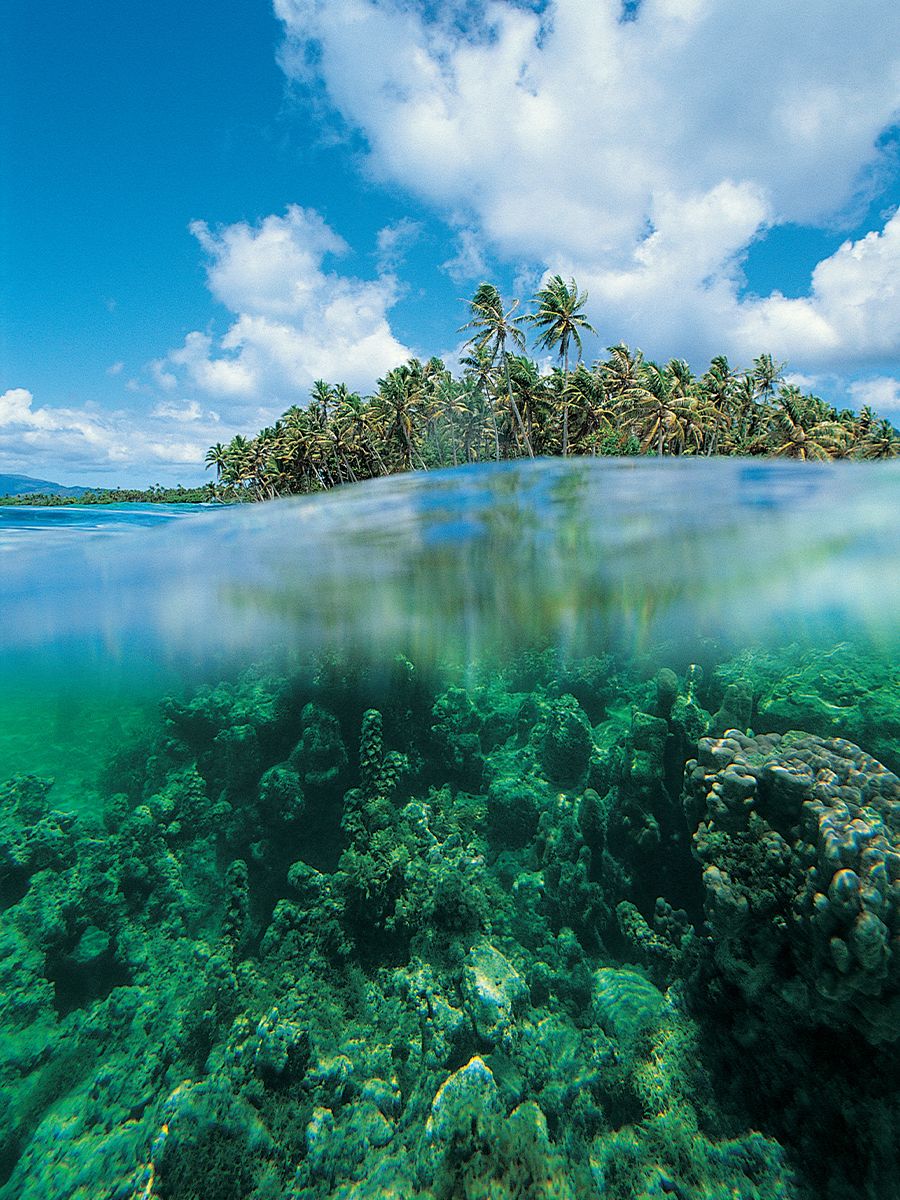 Tropical island with palm trees above clear ocean water, showing underwater corals and vibrant sea life. Blue sky and fluffy clouds in the background.
