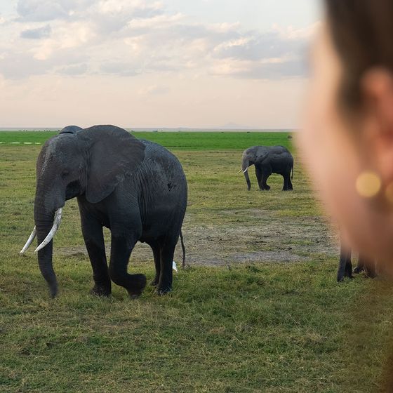 A person watches elephants walking across a grassy plain under a cloudy sky.