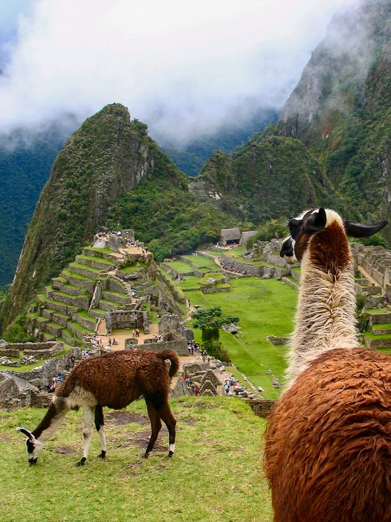 Llamas grazing near ancient stone ruins of Machu Picchu, surrounded by lush mountains and misty clouds.