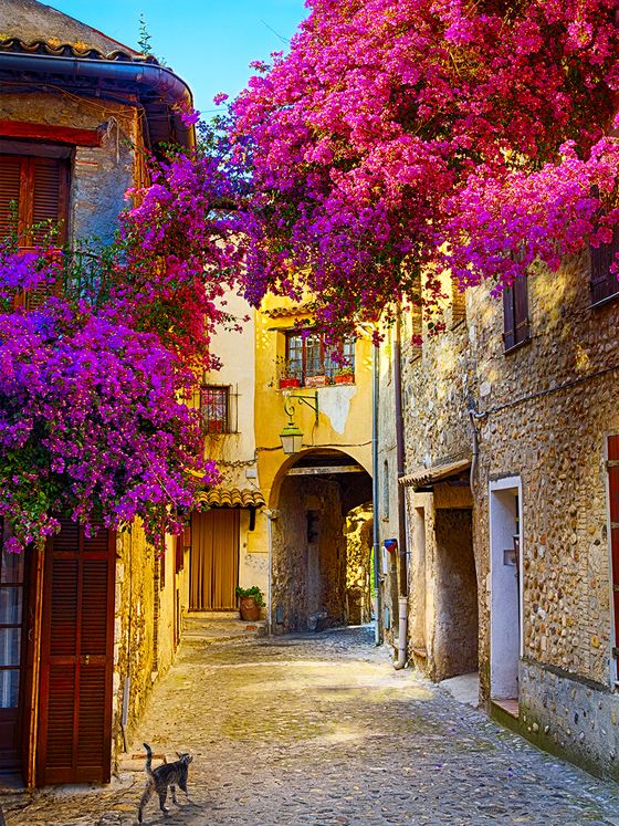 A narrow, sunlit cobblestone alley with vibrant pink bougainvillea draping over archways and rustic stone buildings; a cat strolls by.
