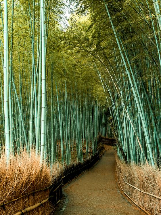 A serene path winds through a dense bamboo forest with tall green stalks and golden undergrowth under a clear sky.