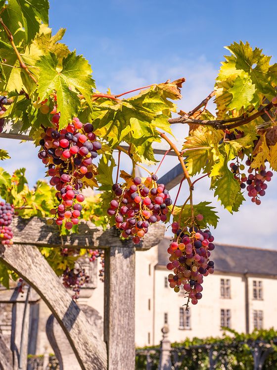 Ripe purple grapes hang from a vine with green leaves, set against a sunny backdrop of an old stone building and blue sky.