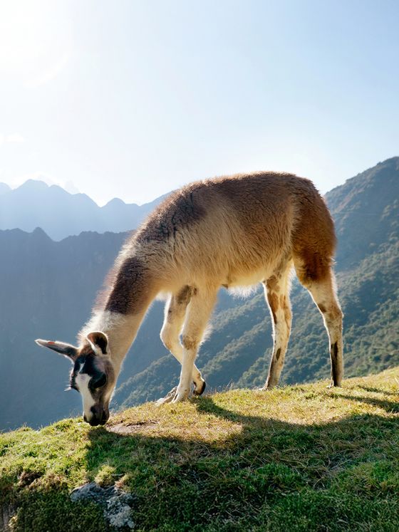 A llama grazes on a sunlit grassy hill with a mountainous backdrop and clear blue sky.