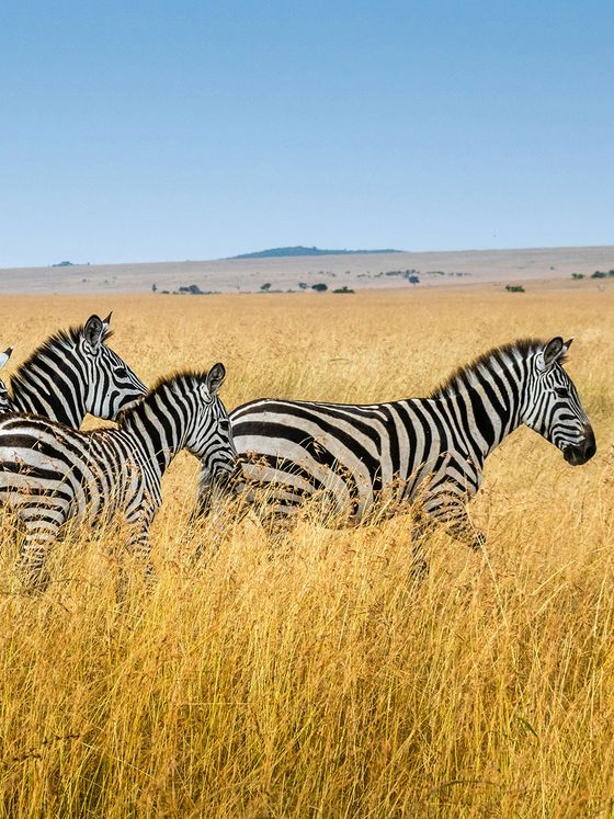 A group of zebras walking through tall golden grass on a savannah, with a clear blue sky and distant hills in the background.