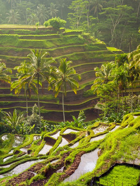 Lush, green terraced rice fields with palm trees on a hillside, illuminated by sunlight, showcasing tropical vegetation.