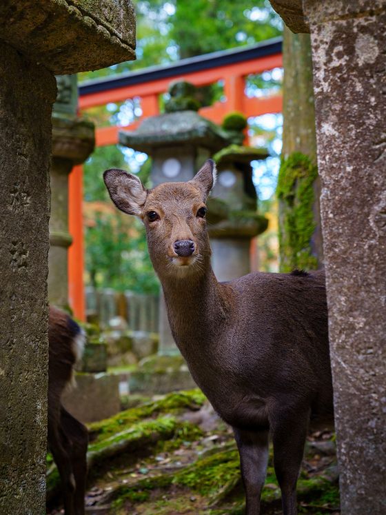 A deer stands attentively among moss-covered stone lanterns and orange gates in a serene, lush forest setting.