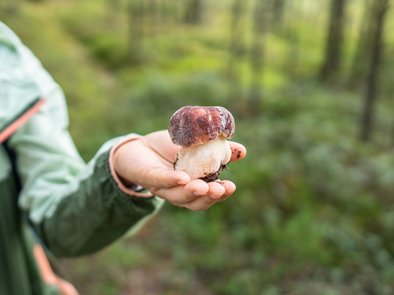 A person in a green jacket holds a small brown mushroom with a white stem against a blurred forest background.