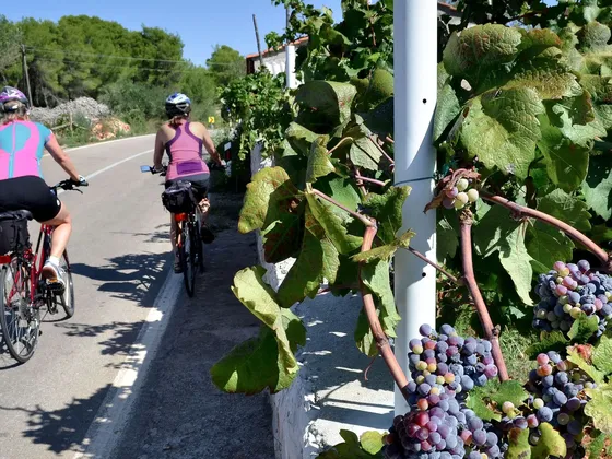 Two cyclists ride on a road lined with lush grapevines under clear blue skies.