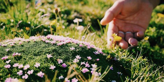 close up of. hand touching wildflowers growing in grass
