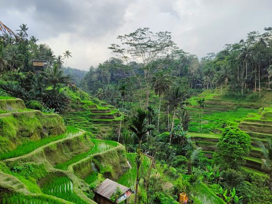 Lush green terraced rice fields with scattered palm trees under a cloudy sky, creating a serene tropical landscape.